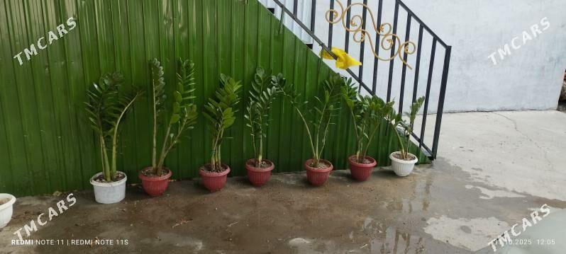 zamyakukos( deneznye derewo) - Чарджоу - img 2