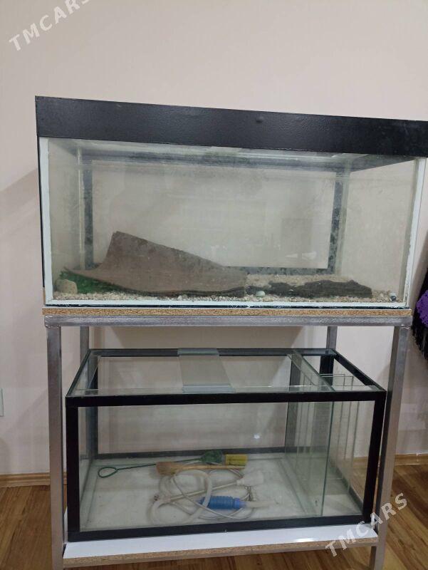 Аквариум 2 этж - Türkmenabat - img 2