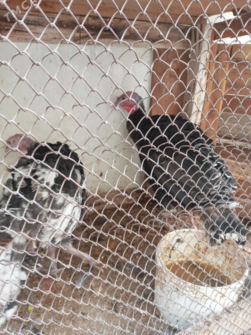 induk - Çoganly - img 2