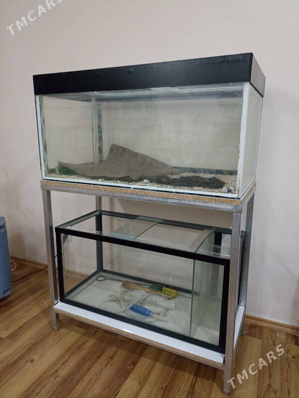 Аквариум 2 этж - Türkmenabat - img 1