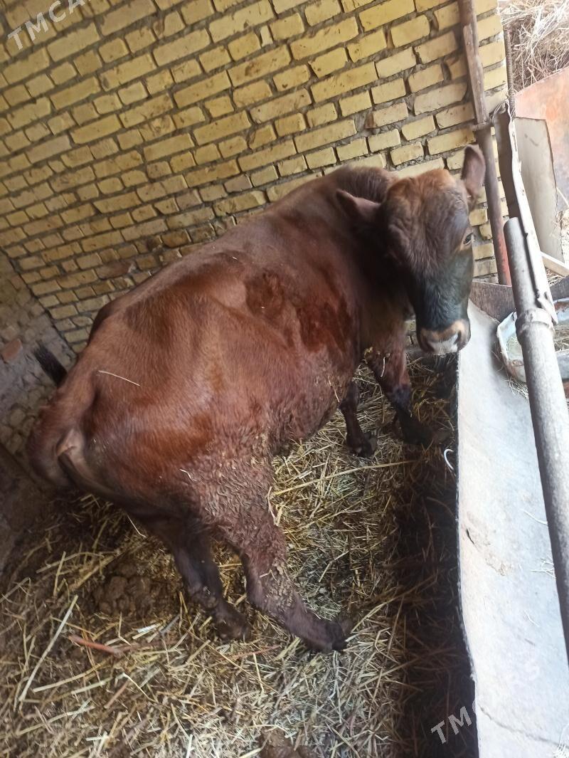 unajyn okuz - Farap - img 2