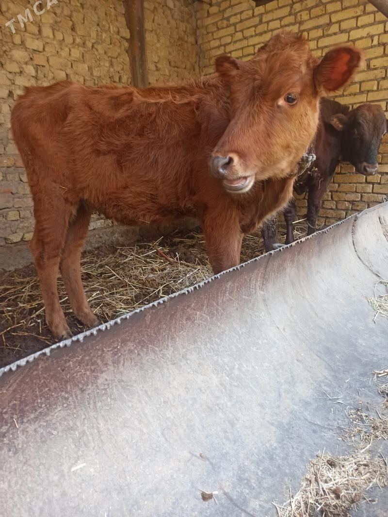 unajyn okuz - Farap - img 4