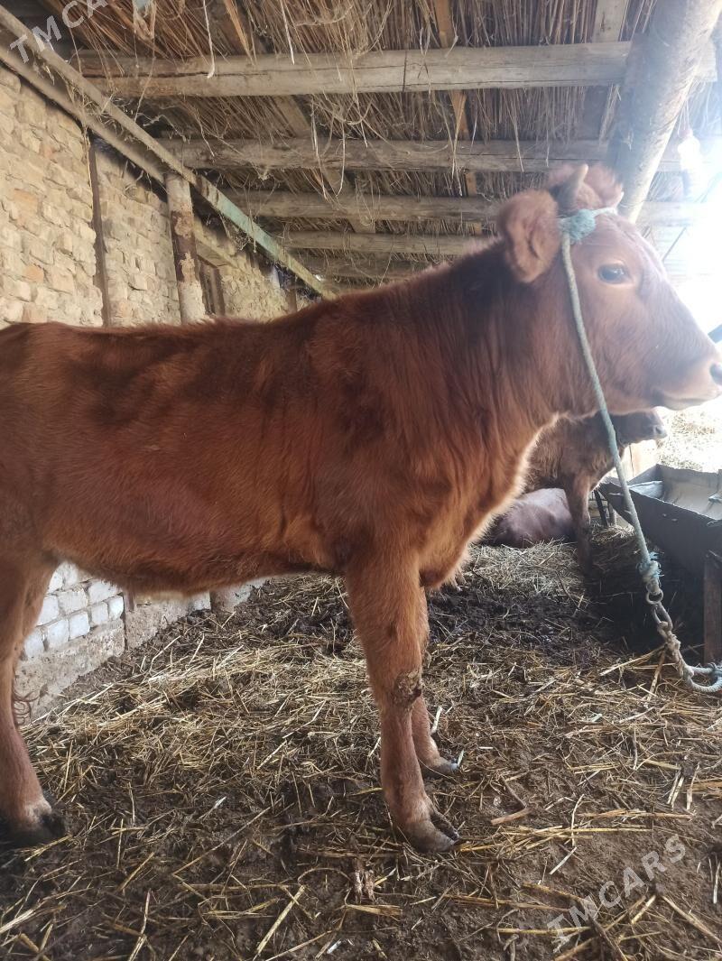 unajyn okuz - Farap - img 6