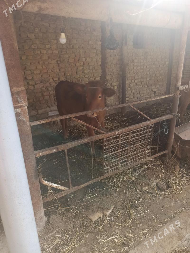 unajyn okuz - Farap - img 7