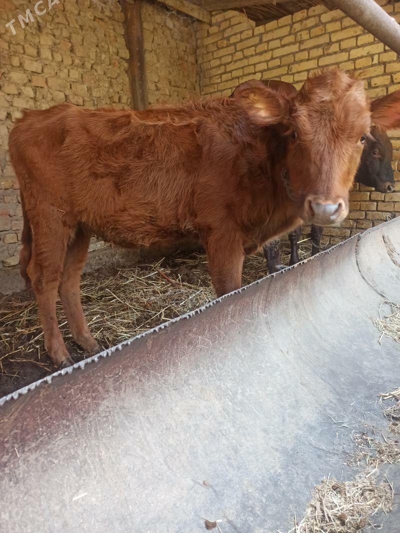 unajyn okuz - Farap - img 5