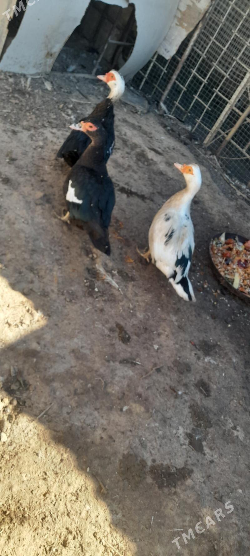 Индаутка Абмен Гак Гак билен - Туркменбаши - img 1