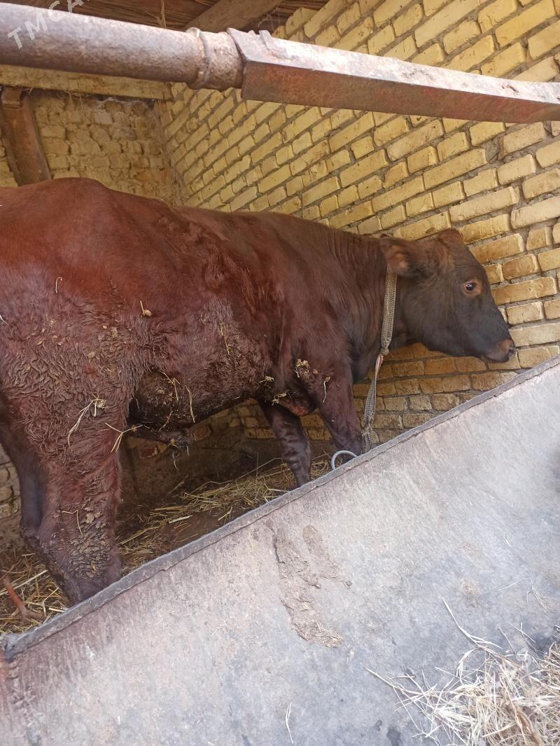 unajyn okuz - Farap - img 3