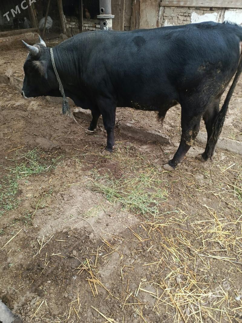 Öküz - Magtymguly - img 1