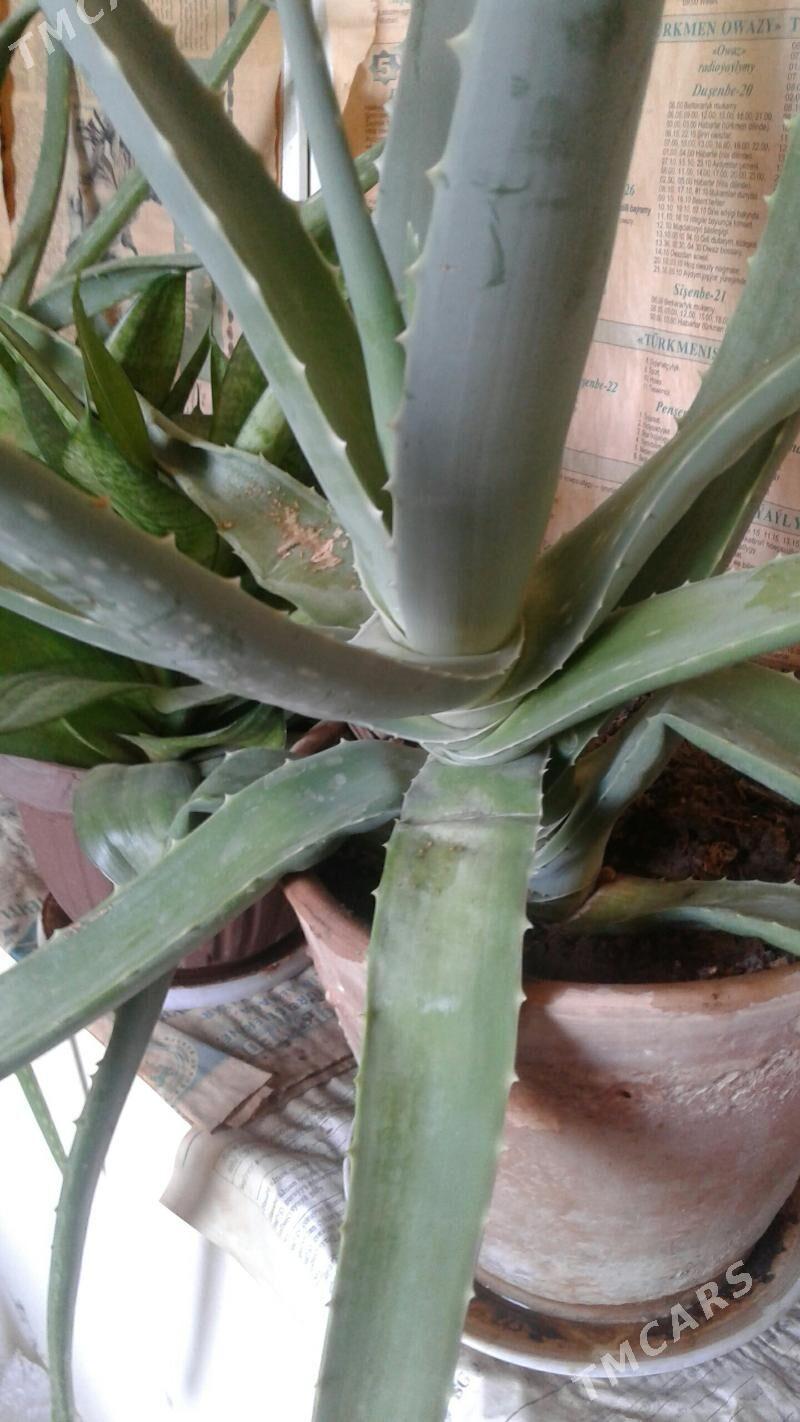 Aloe dermanlyk.Алоэ лечебный. - 30 мкр - img 1