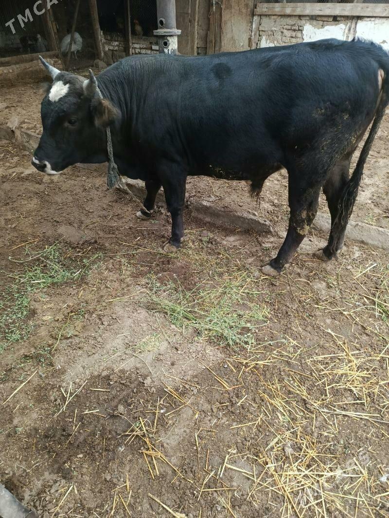 Öküz - Magtymguly - img 3