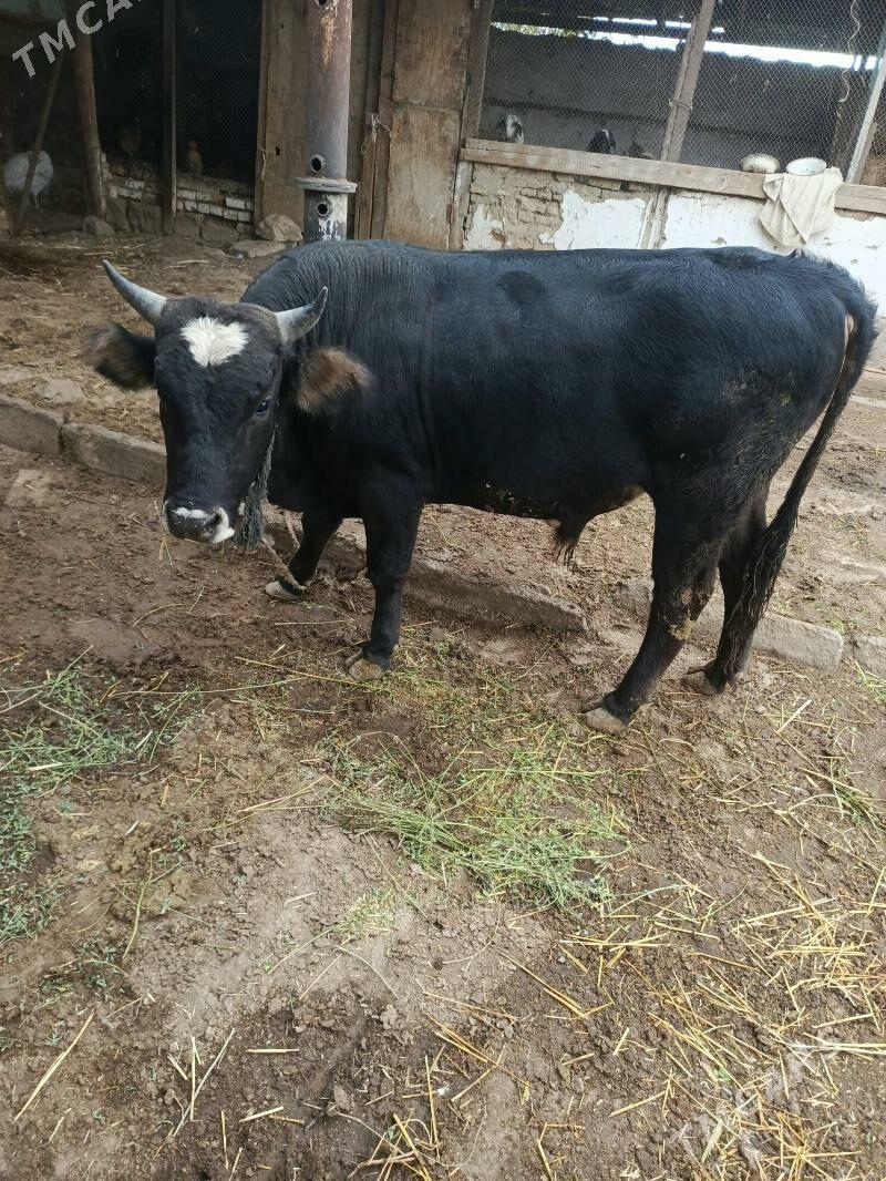 Öküz - Magtymguly - img 2