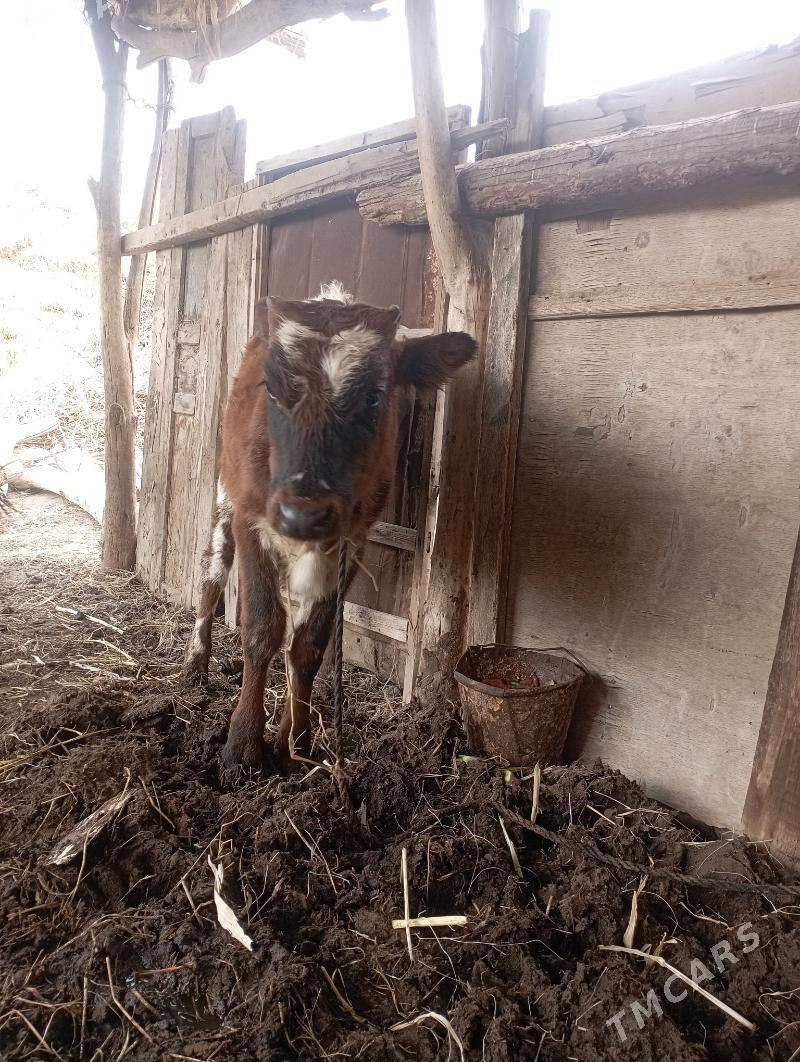 Öküzçe 2 sani yer boynuzunda - Дянев - img 4