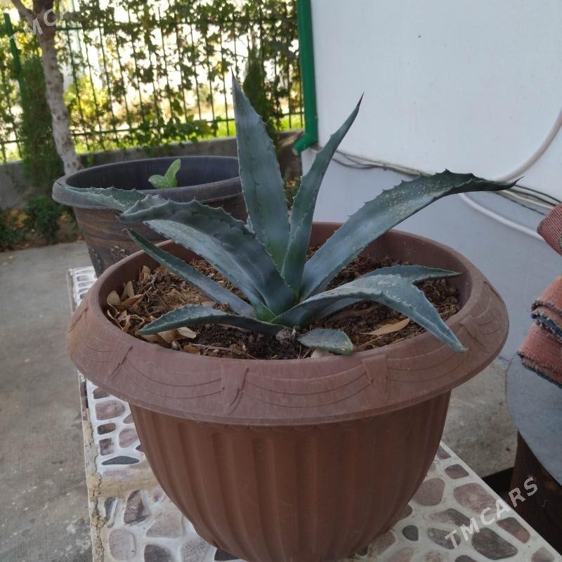 Агава- Agawa - Täze zaman - img 2