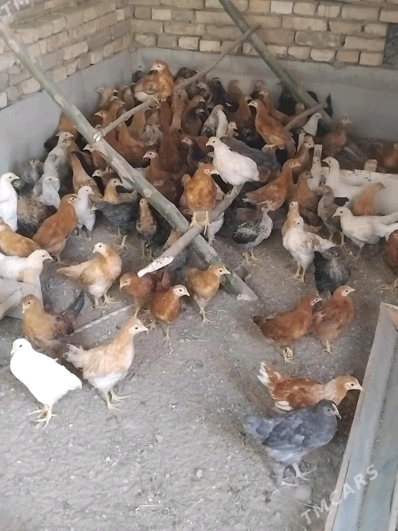 juyje - Сакарчага - img 3