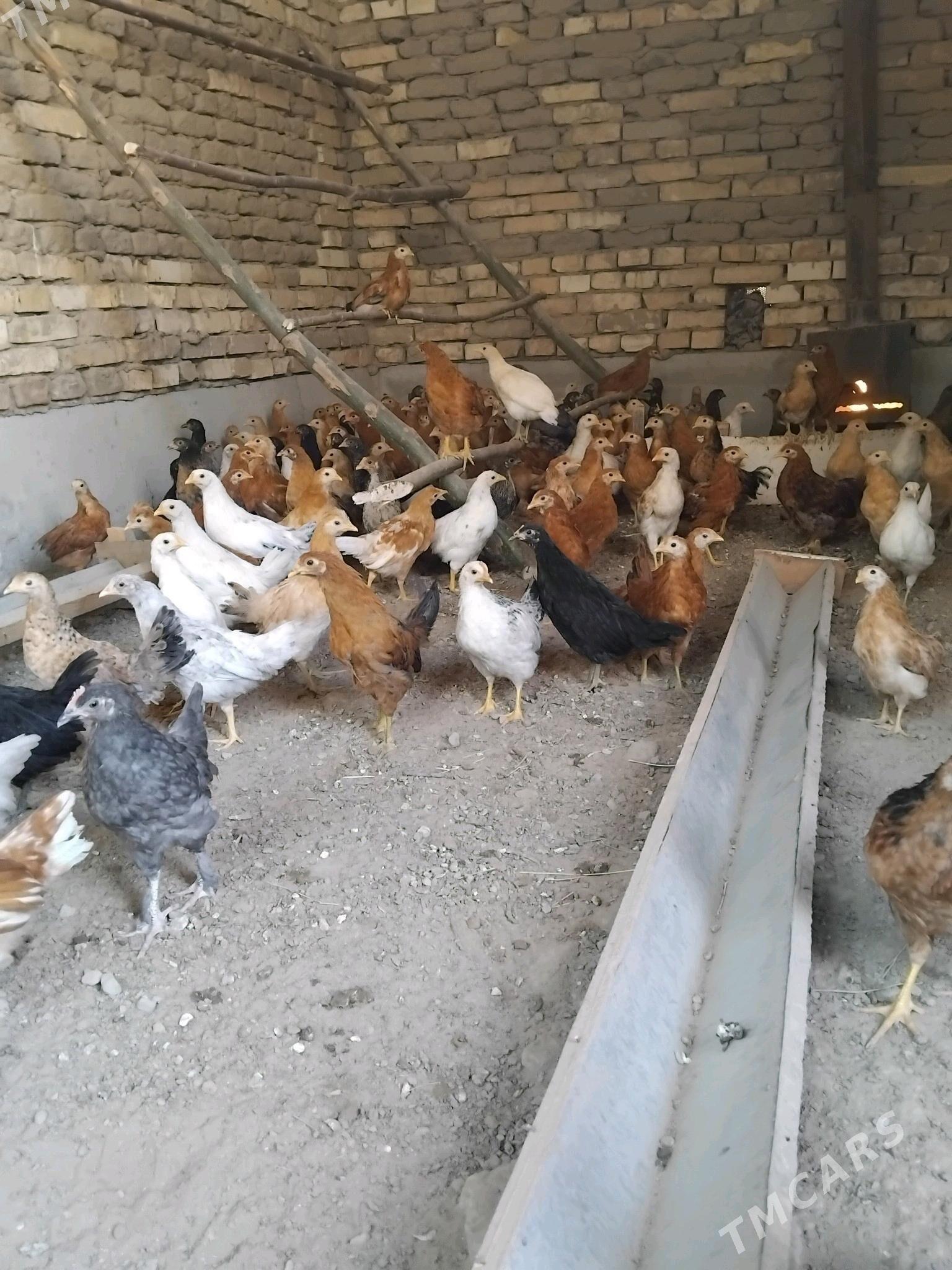 juyje - Сакарчага - img 2