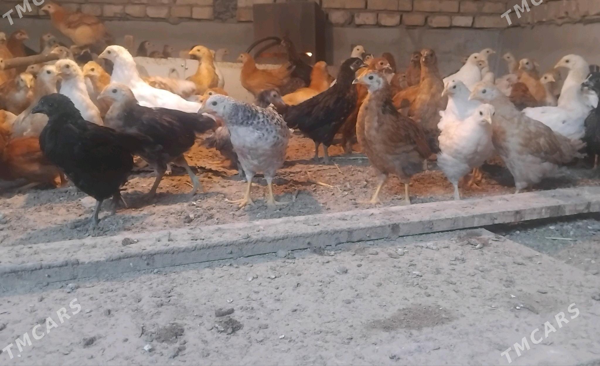 juyje - Сакарчага - img 4