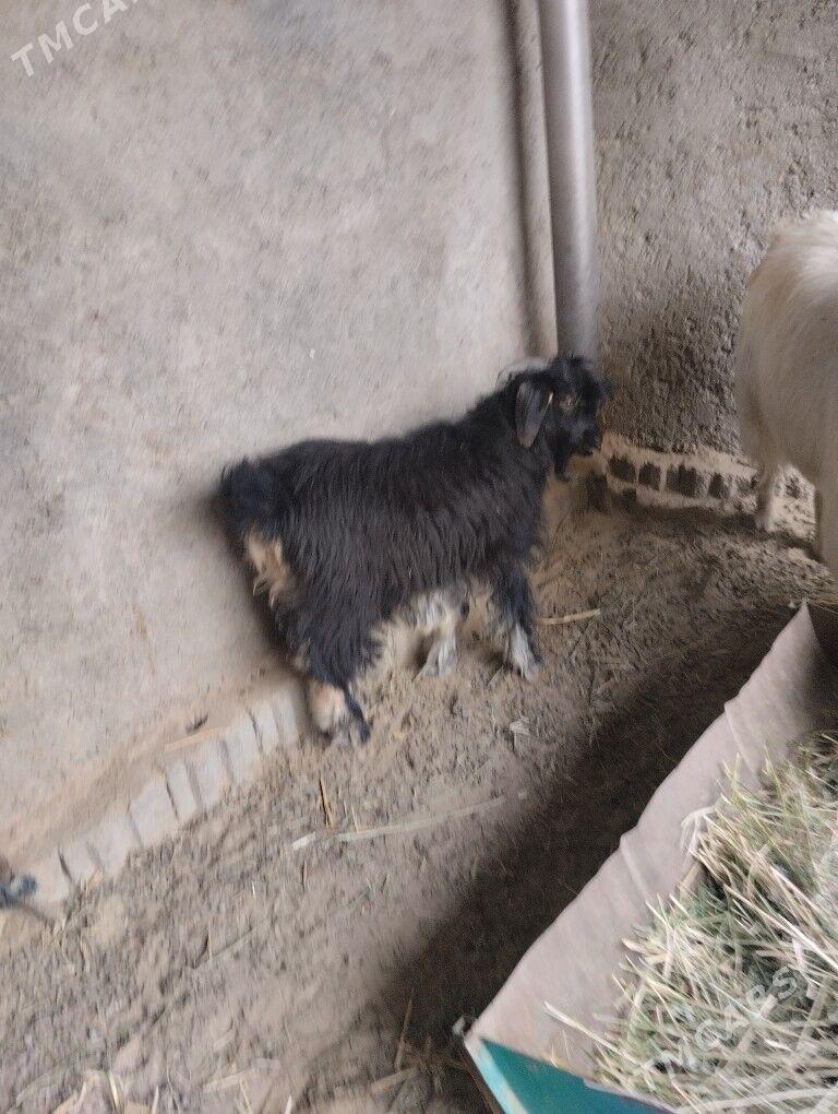 teke urkaçi - Бузмеин - img 5