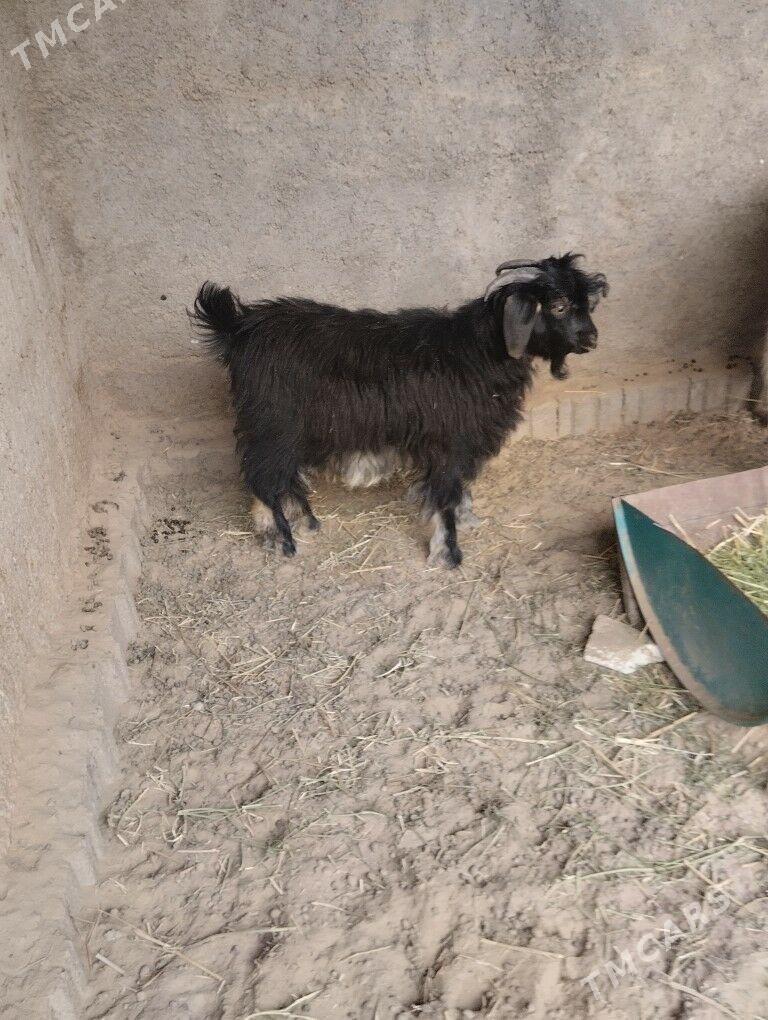 teke urkaçi - Бузмеин - img 3