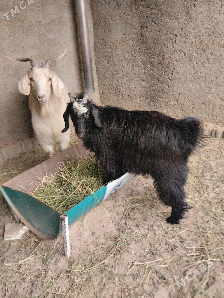 teke urkaçi - Бузмеин - img 2