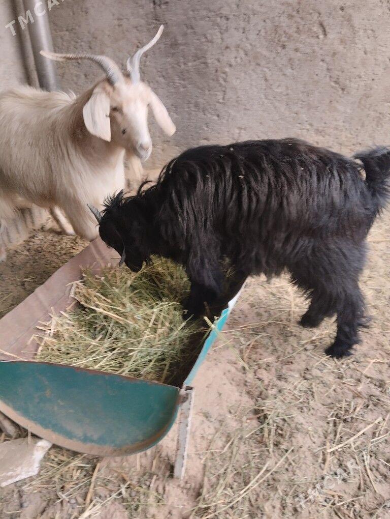 teke urkaçi - Бузмеин - img 4