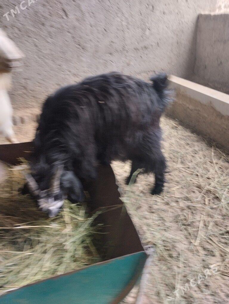 teke urkaçi - Бузмеин - img 7