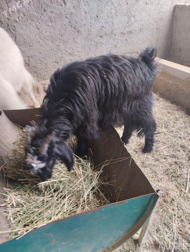 teke urkaçi - Бузмеин - img 8