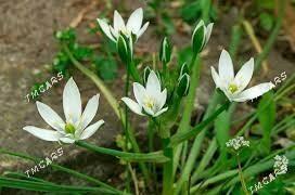 Птицемлечник - Täze zaman - img 3