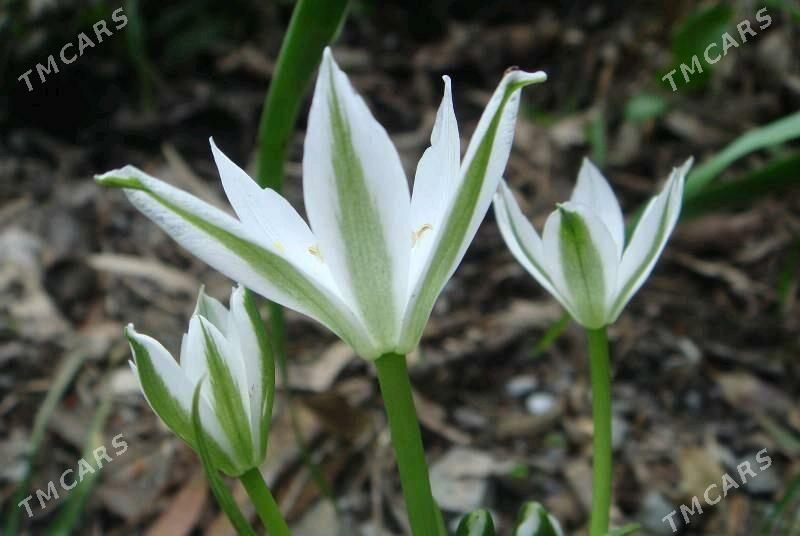 Птицемлечник - Täze zaman - img 2