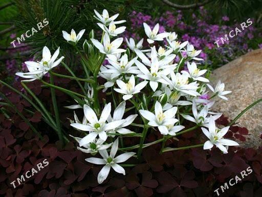 Птицемлечник - Täze zaman - img 4