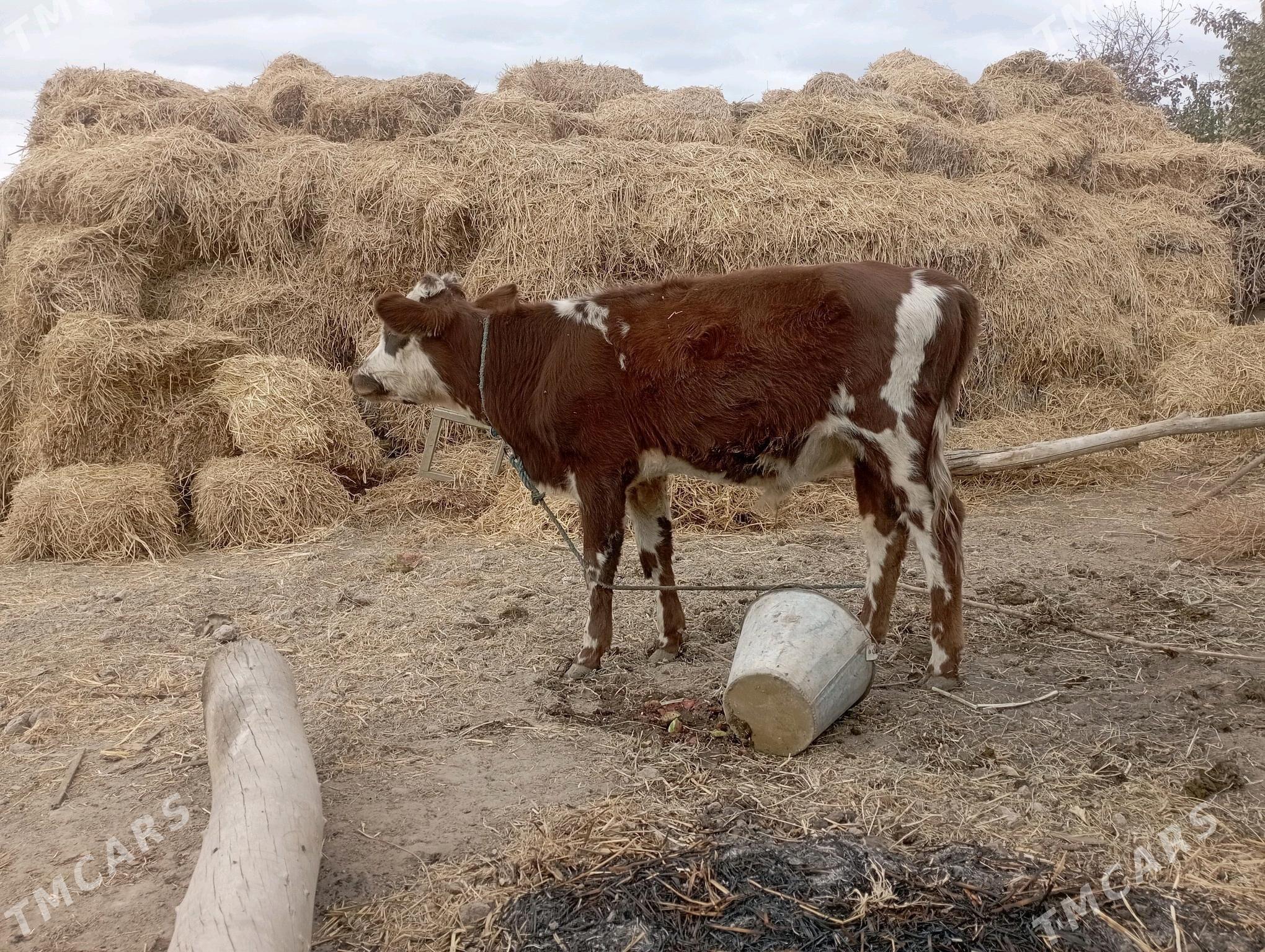 Öküzçe 2 sani yer boynuzunda - Дянев - img 3