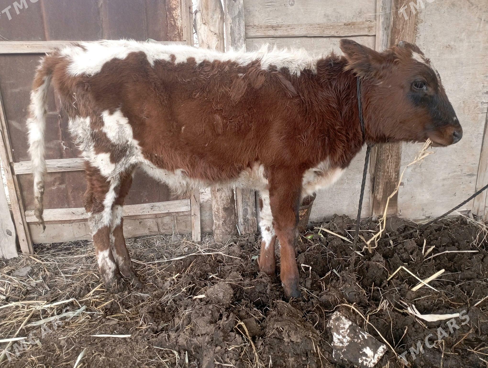 Öküzçe 2 sani yer boynuzunda - Дянев - img 5