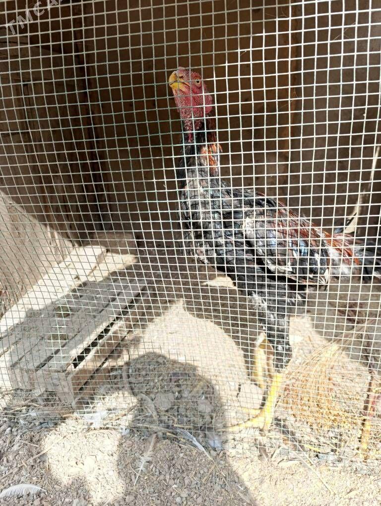 Байсов хораз - Чарджоу - img 2