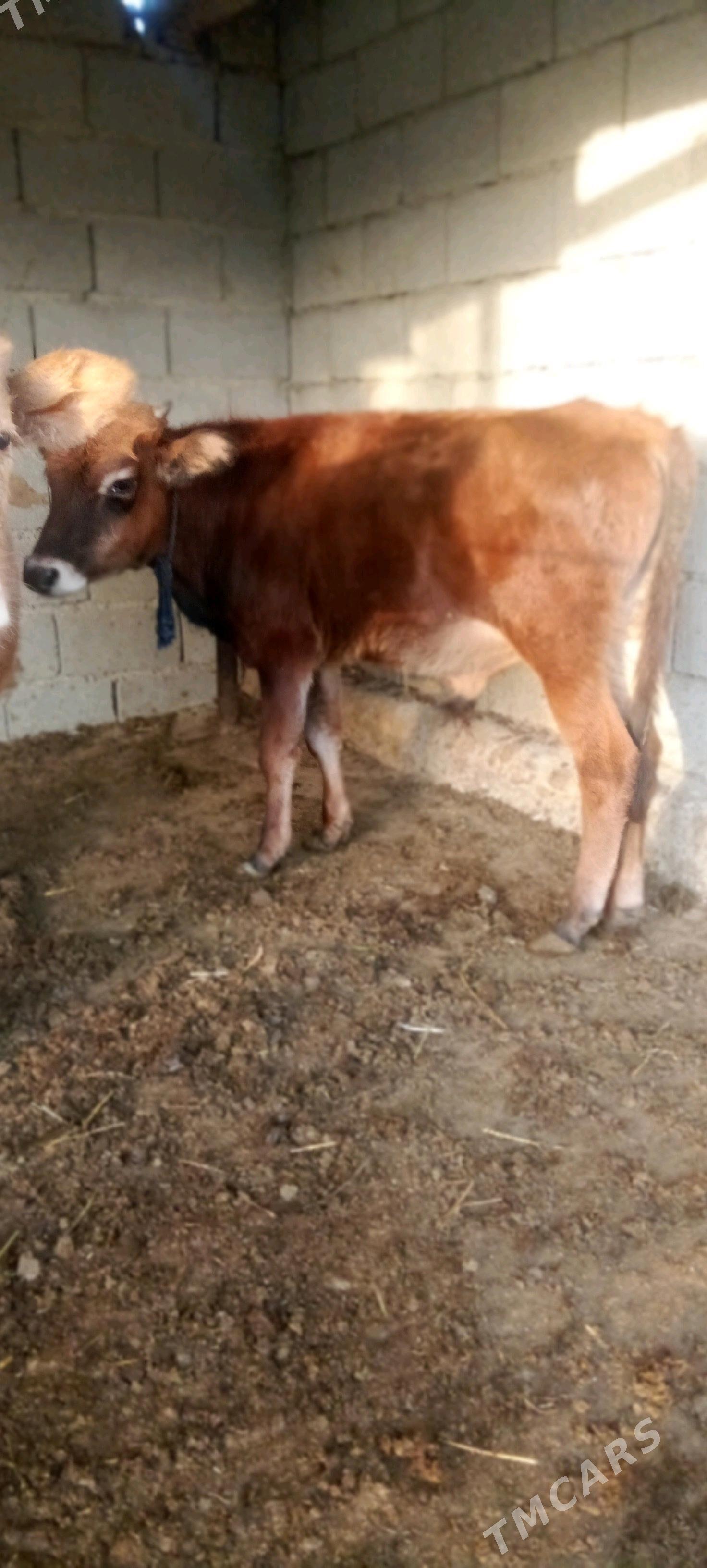 окуз - Бахарден - img 2