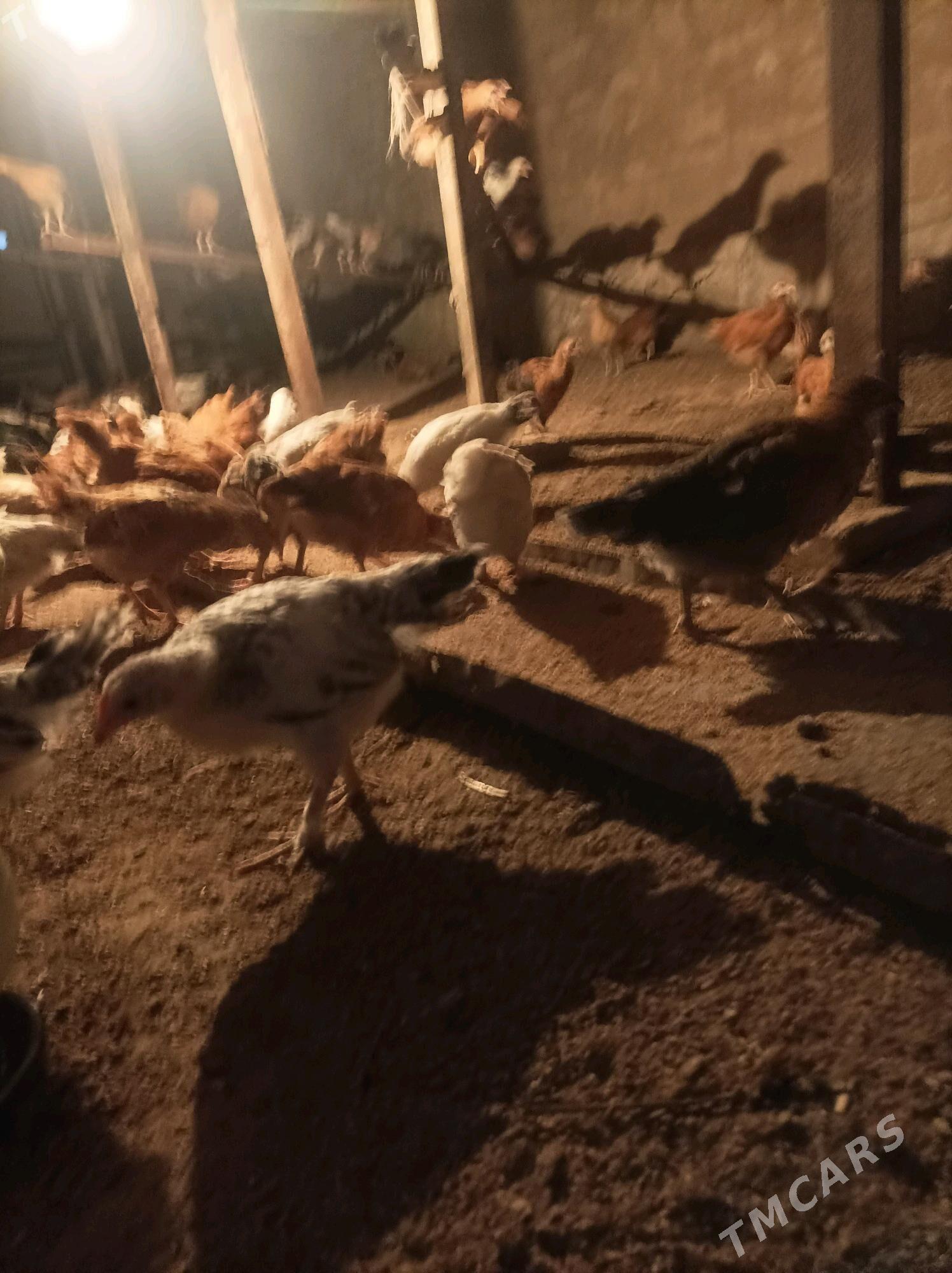 juje - Babadaýhan - img 4