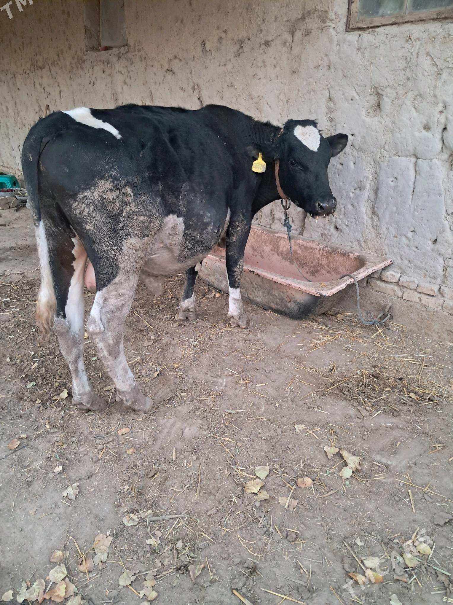 голштейн - Şabat etr. - img 1