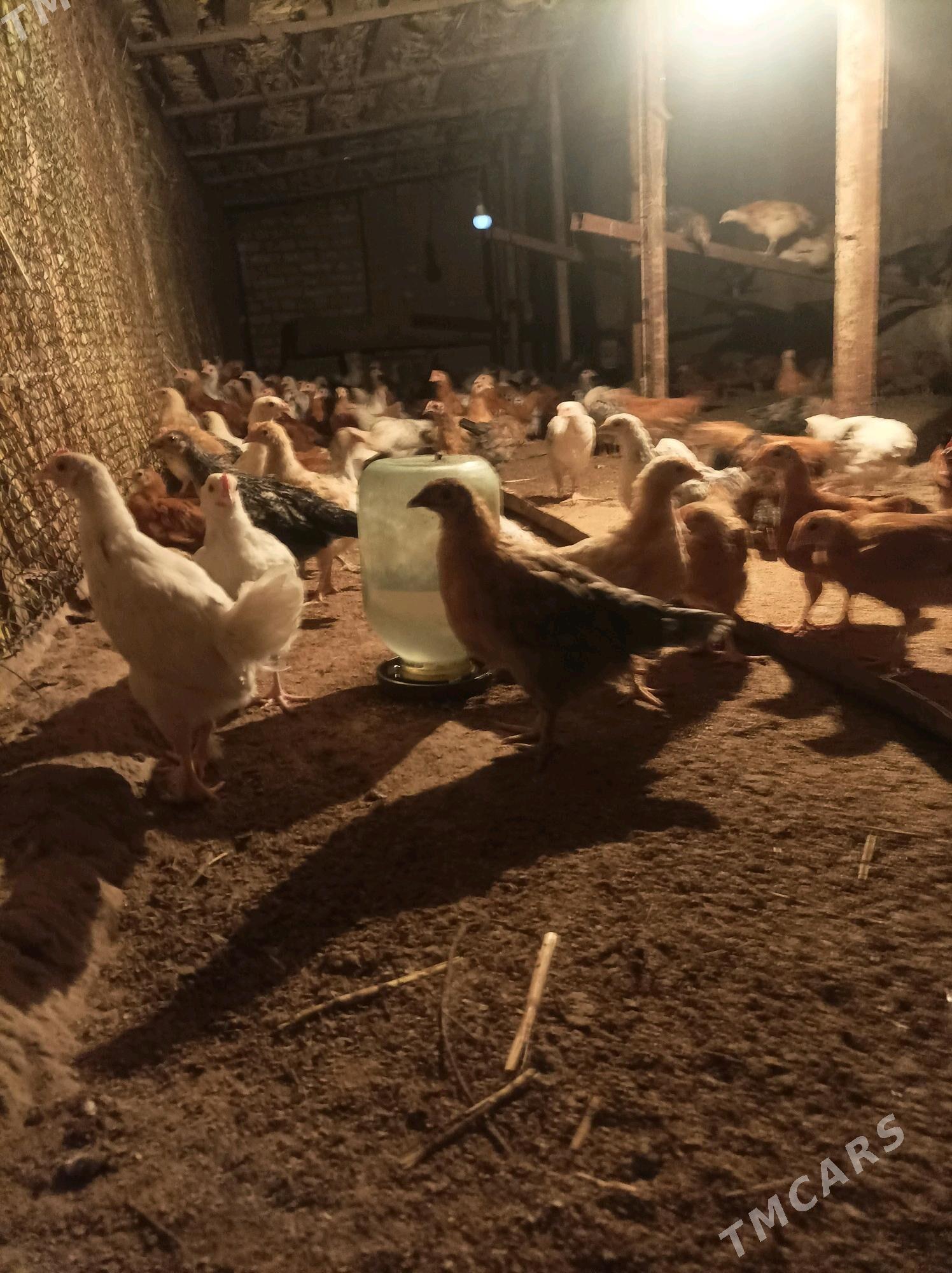 juje - Babadaýhan - img 2