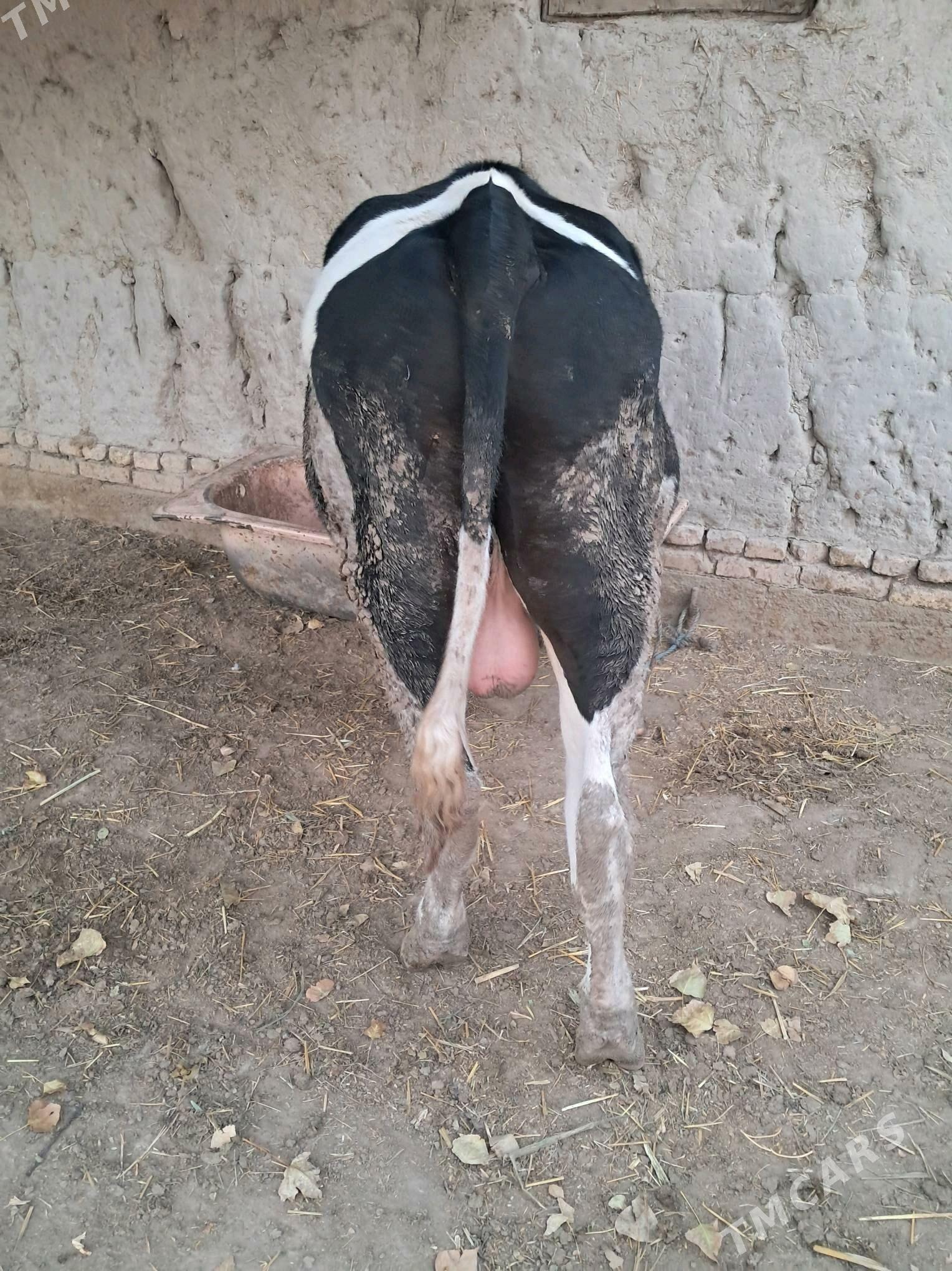 голштейн - Şabat etr. - img 3