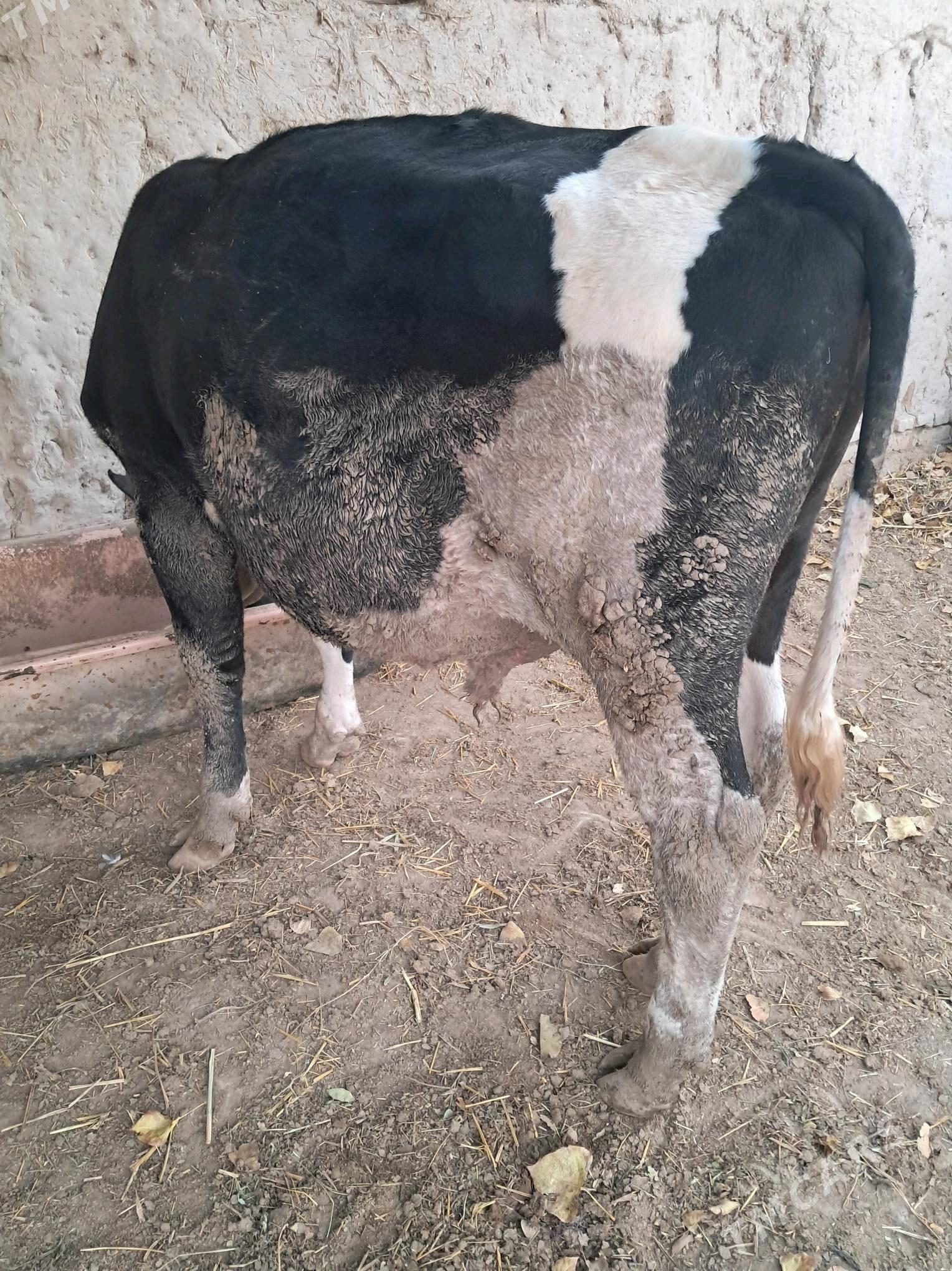 голштейн - Şabat etr. - img 2