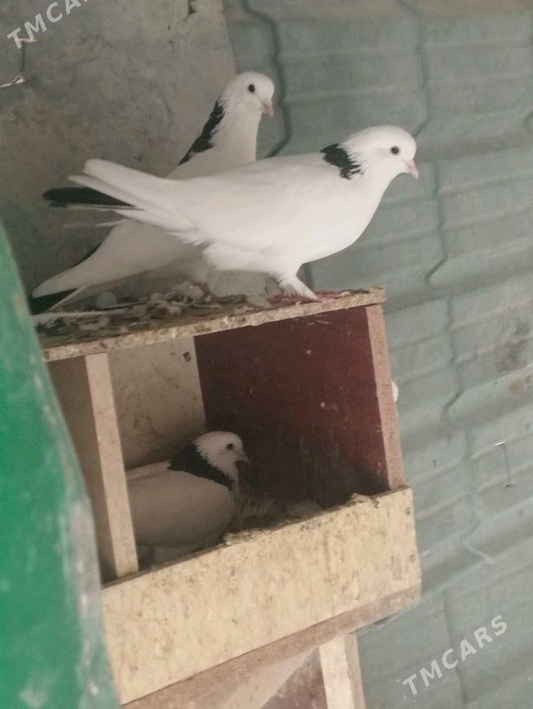 kepderi - Aşgabat - img 1