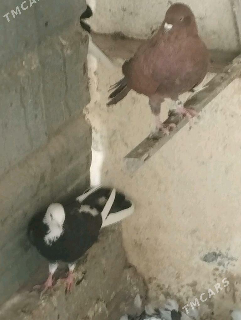 kepderi - Aşgabat - img 6