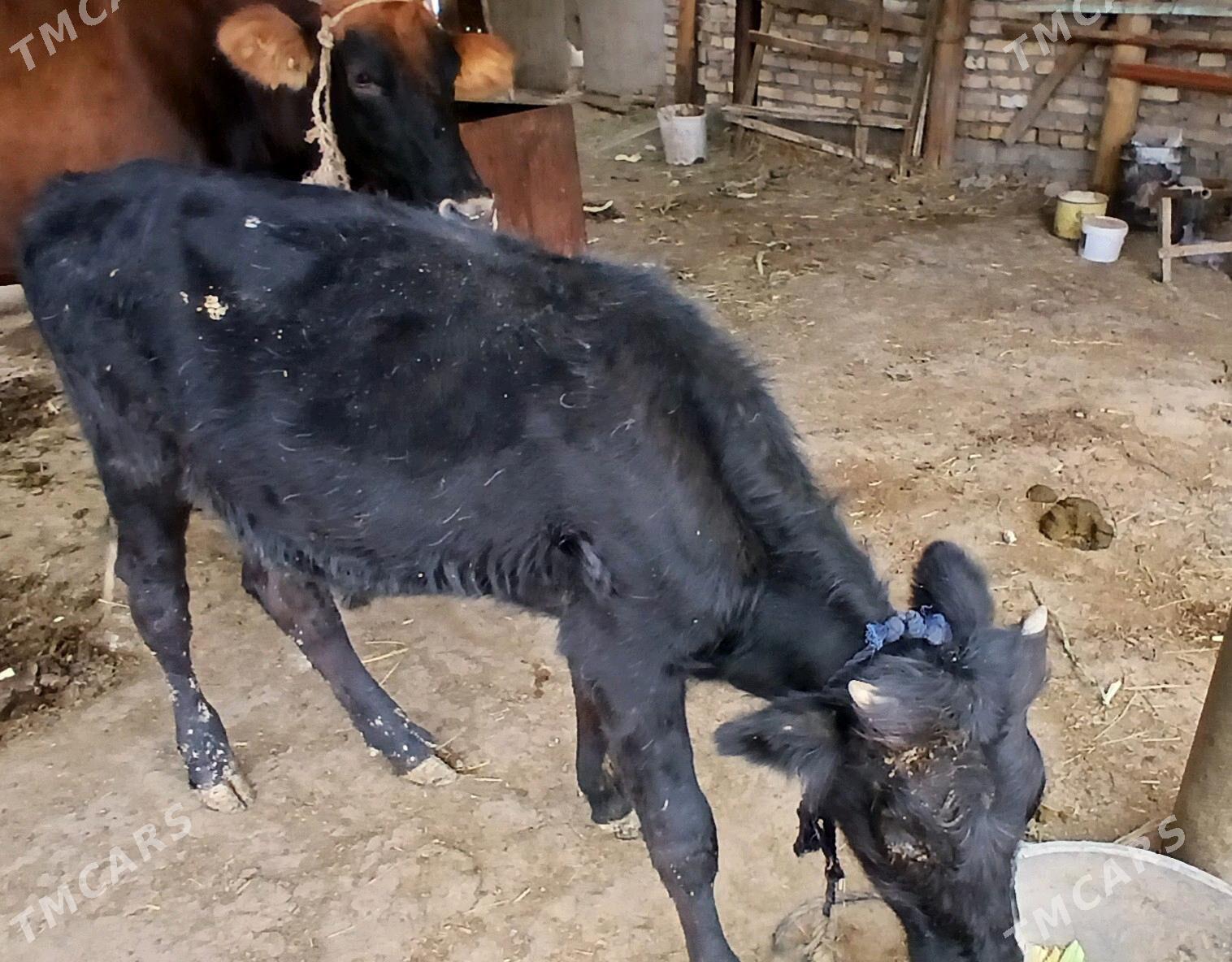 Okuzce - Яшлык - img 2