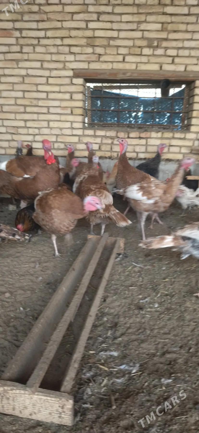 OWGAN INDUK - Mary - img 2