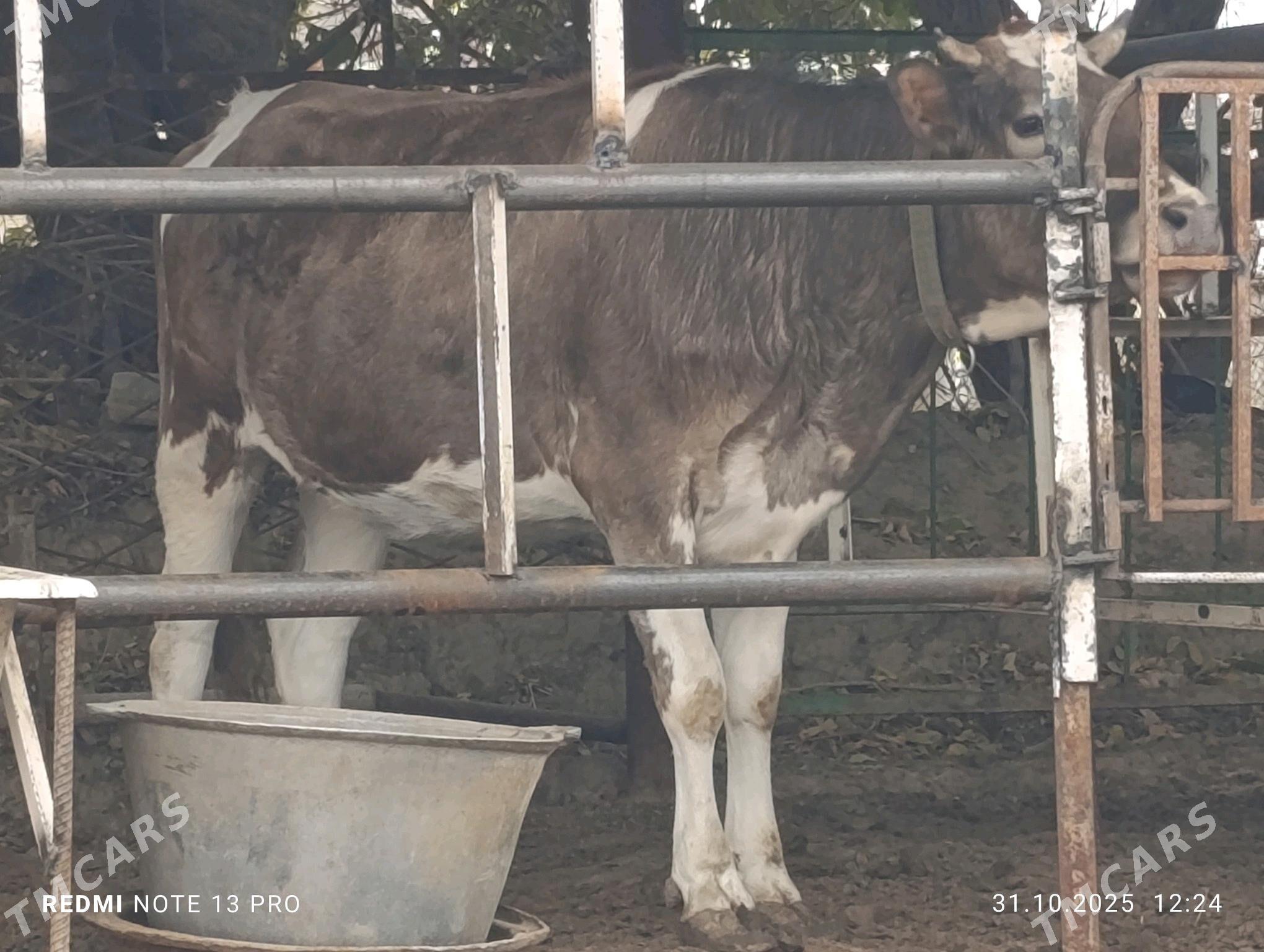 Gibrit Bogaz tüwe - Ашхабад - img 2