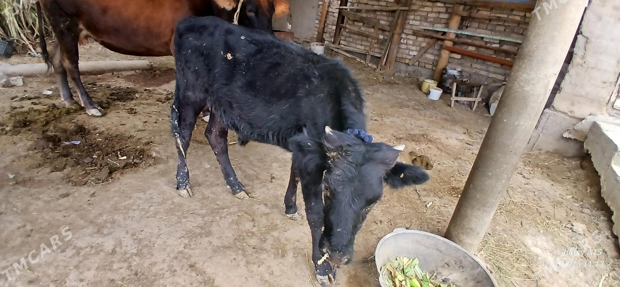 Okuzce - Яшлык - img 3