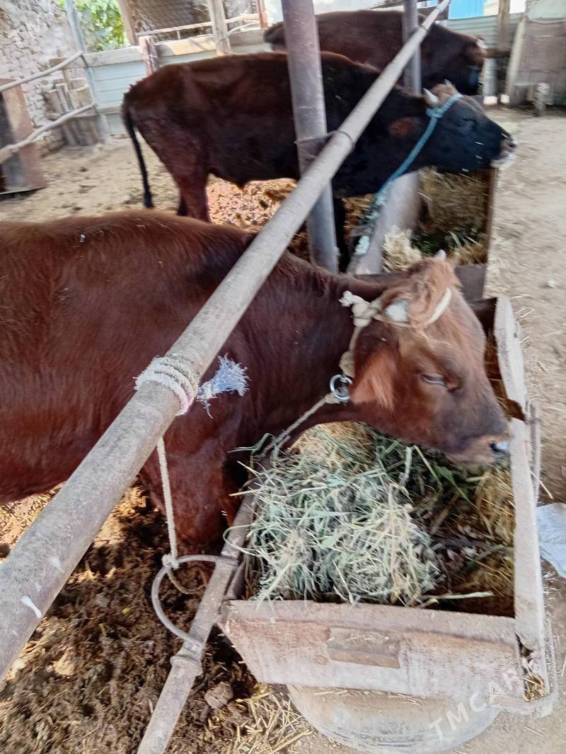 okùzler - Çärjew - img 9