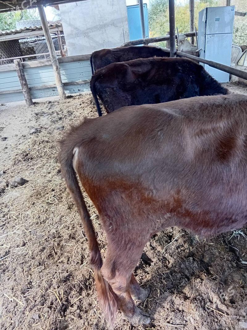 okùzler - Çärjew - img 2