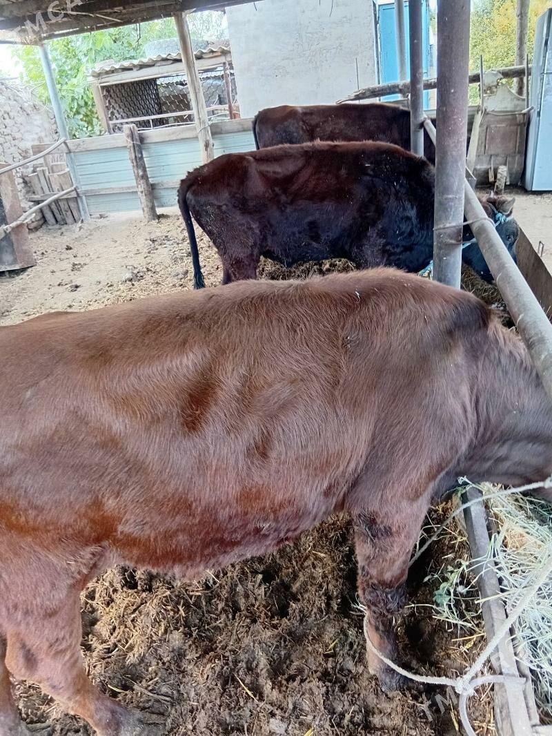 okùzler - Çärjew - img 7