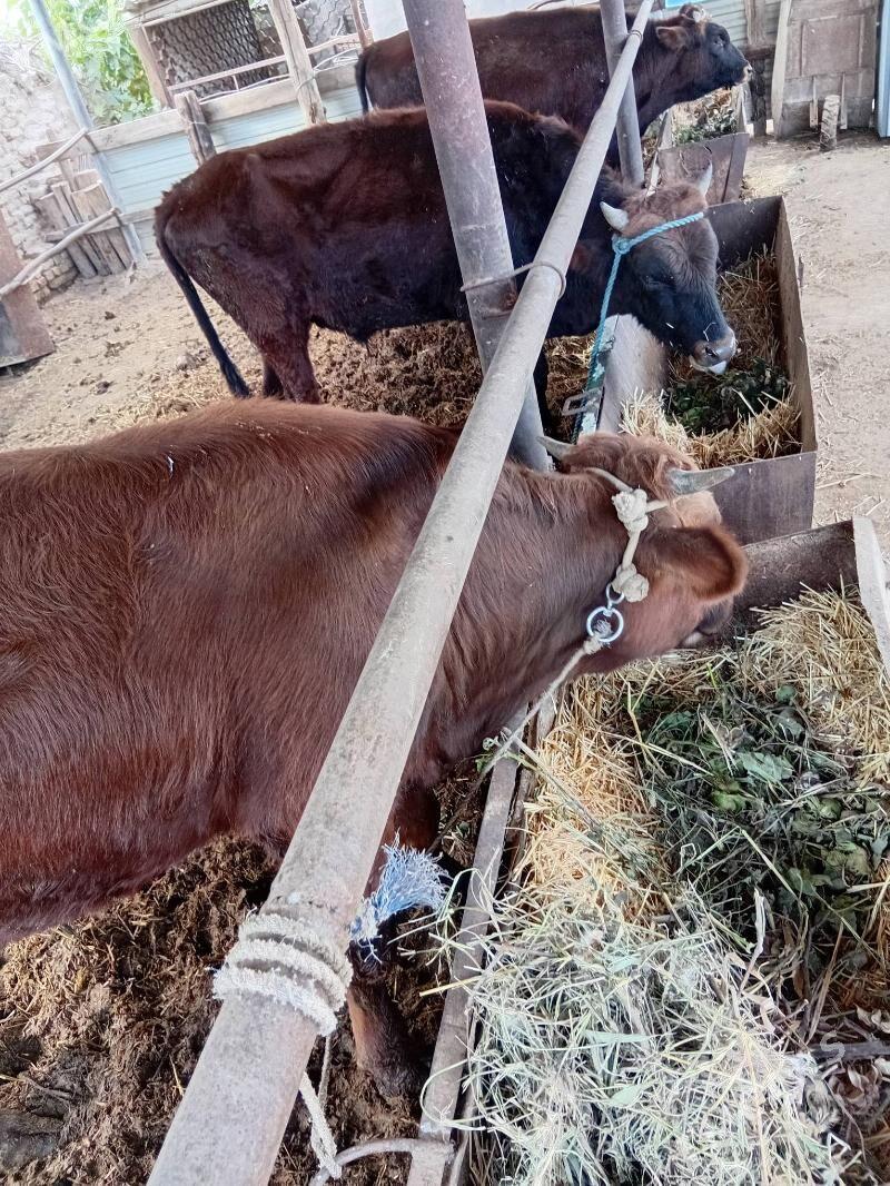 okùzler - Çärjew - img 8