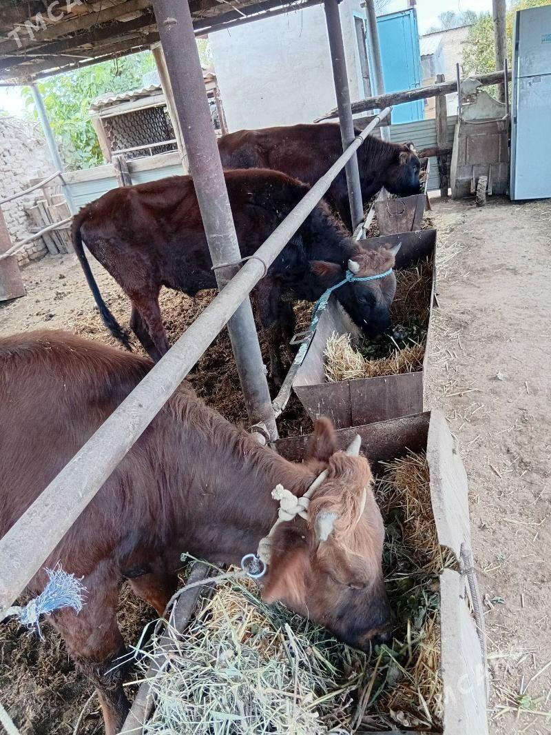 okùzler - Çärjew - img 5