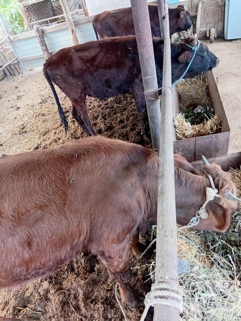 okùzler - Çärjew - img 3